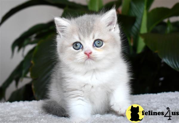 thechubbyfacedcat Picture 1